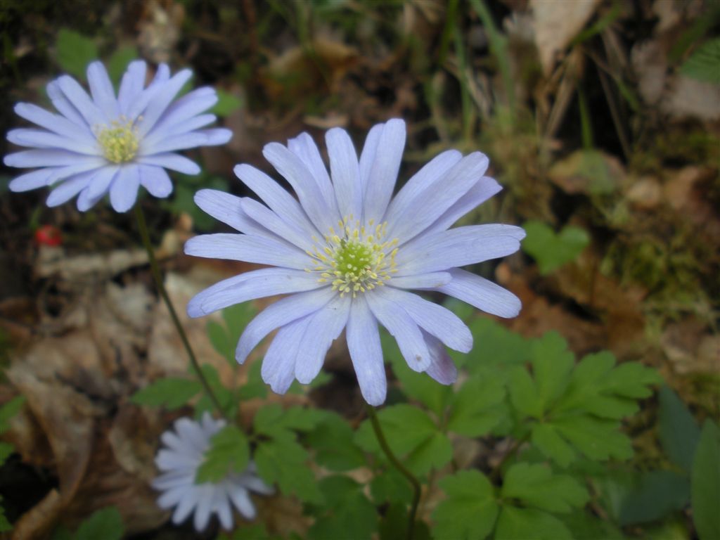 Anemone apennina  / Anemone dell''Appennino